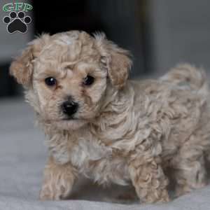 Beau, Bich-Poo Puppy